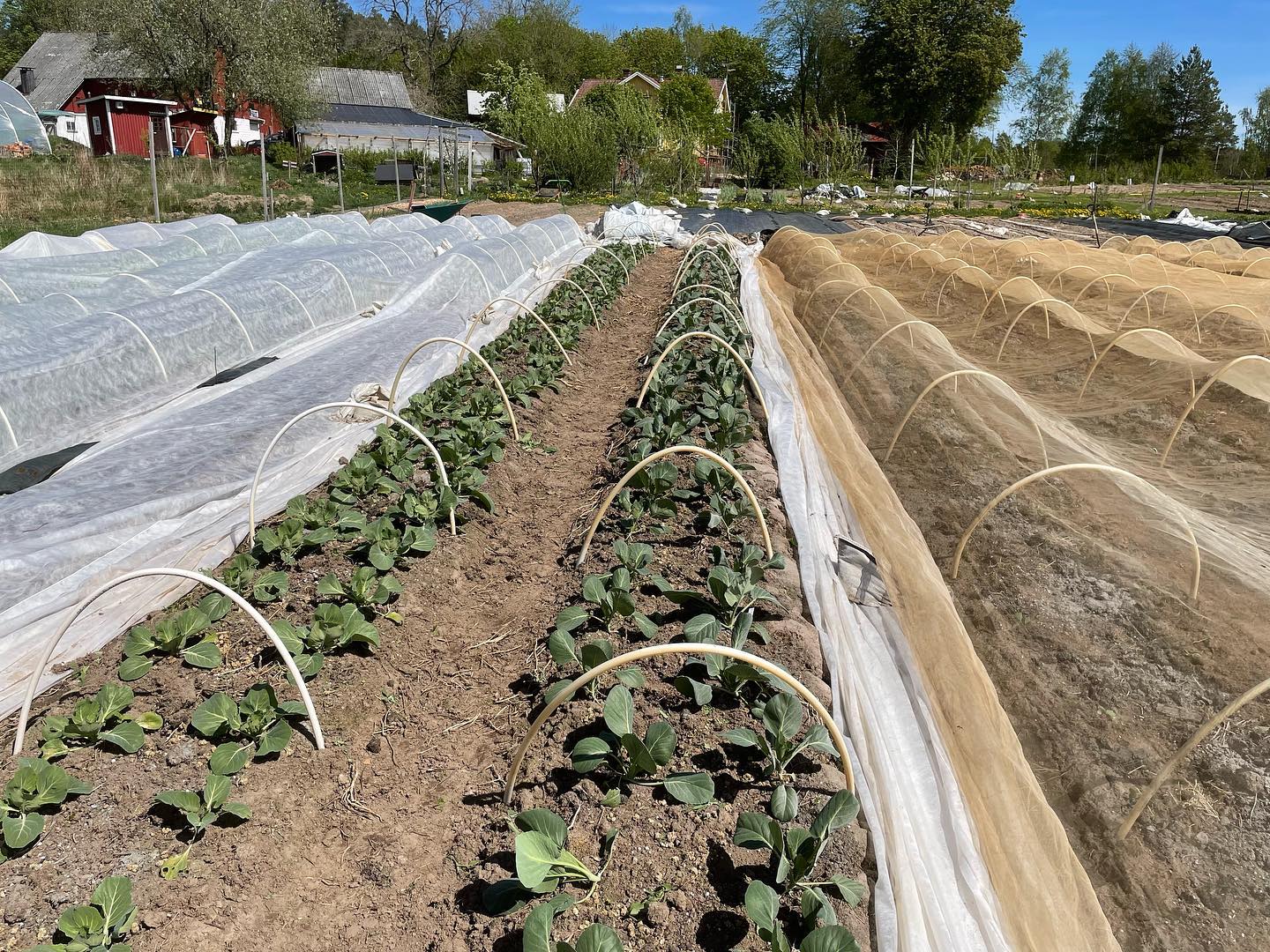 Den tidiga kålen på friland ser ut att trivas bra. Första veckan såg de eländiga ut. Förmodligen inte tillräckligt med tillgänglig näring så tidigt på året men nu verkar allt ha kommit igång. Skönt! Igår planterade vi dessutom ut all höstkål och lagringskål så nu är julmaten i backen. 😀🤶 #kål #odla #lokalmat