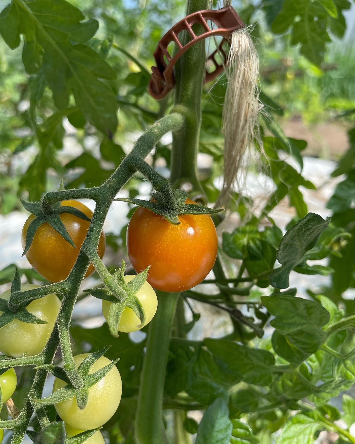 Snart börjar våra 198 tomatplantor leverera. Så glad att ha ett riktigt stort växthus! #tomater