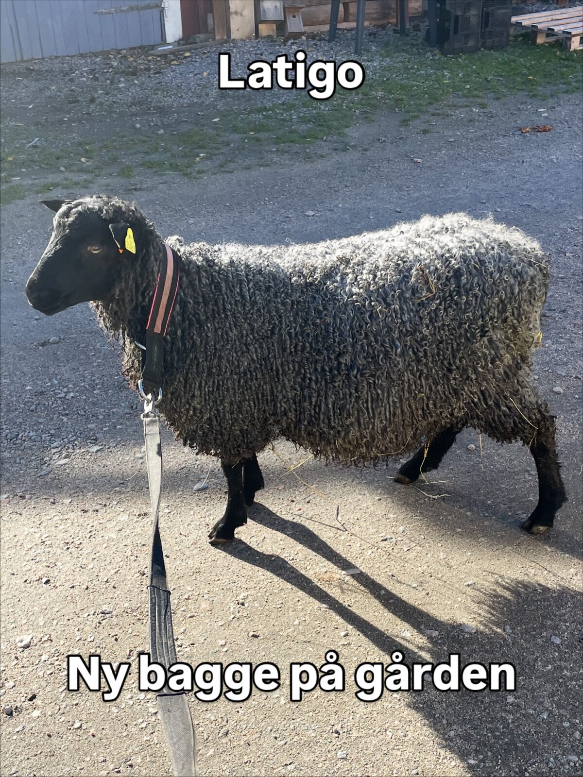 Igår var vi och hämtade vår nya bagge på @lexbygard Nu ska han stå i karantän ett tag innan han får träffa våra sex tackor.