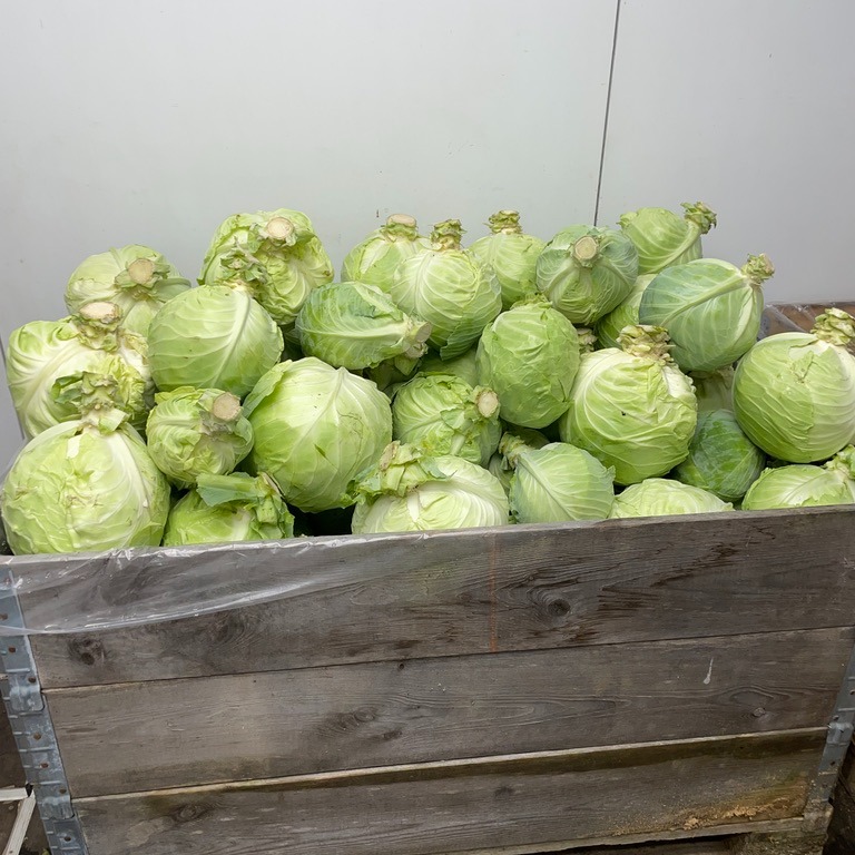 Nu är det tid för syrning, kålpudding, kåldolmar, kålsoppa och massor av goda kålsallader.
Den här veckan har vi slutskördat flera bäddar av vitkål som vi lagt in i kylrummet på två stora pallar med tre pallkragar på varje. Många kilo blir det!
I år blev skörden tidigare än planerat då vi fick syn på ett kålhuvud som börjat spricka. De har vuxit bra i år och det största vägde 4,7 kilo. Kanske behöver vi sätta dem tätare nästa år då det är lättare att sälja små huvuden.
Väldigt nöjda med skörden är vi dock.