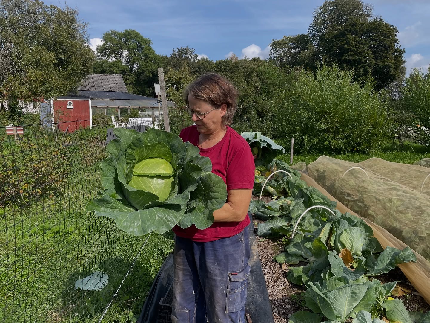 Slutskörd av vitkål, rödkål, pumpa, vintersquash, morötter, torkbönor tar mycket tid men är väldigt tillfredsställande. De flesta grödorna har växt bra i år. Nu fyller vi kylrummet med bra mat. #närproducerat #näringsrikt #bramat