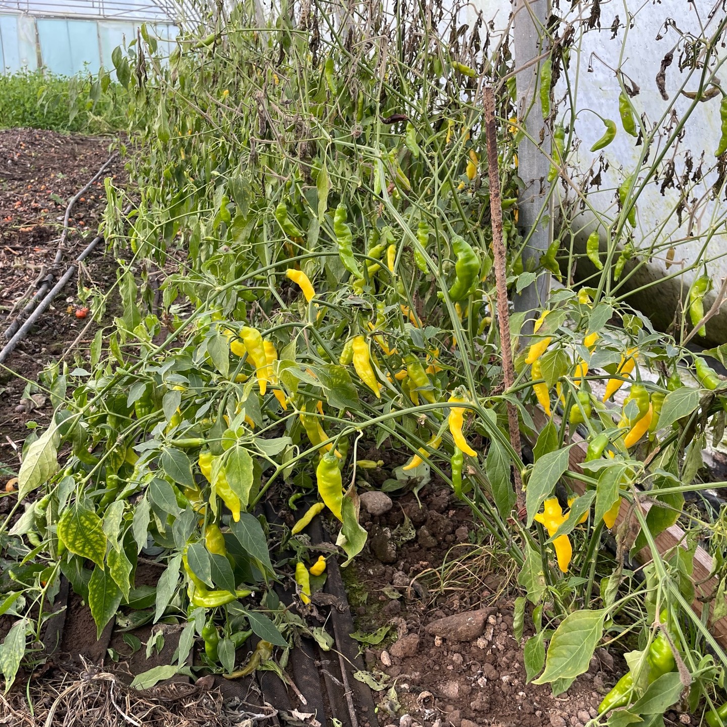 Riktigt så många chiliplantor behöver vi inte odla nästa år. Ska bara försöka komma ihåg det också...