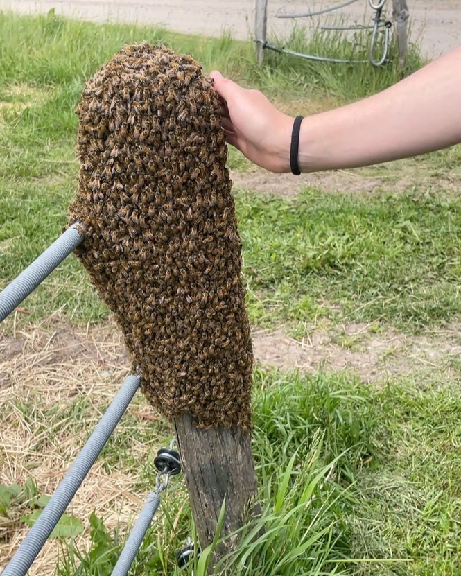 Sjätte svärmen för i år. Det verkar som om vi har ett samhälle som är extra benäget att svärma och vi var lite för långsamma på att ta hand om problemet. Vi kunde gett dem mer plats eller tagit bort svärmcellerna i tid.
Nu får vi fler samhällen men vi har tappat i honungsproduktion under svärmperioden i de här samhällena.
#bisvärm #snällabin