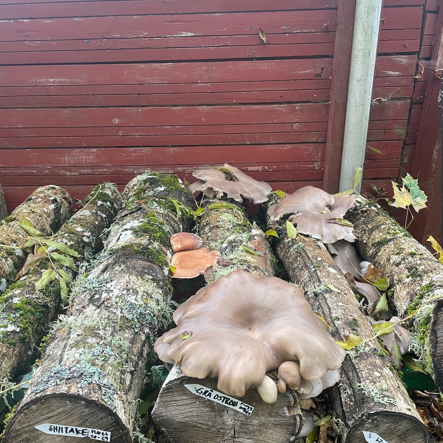 Vi borde kolla till vår svampodling oftare...