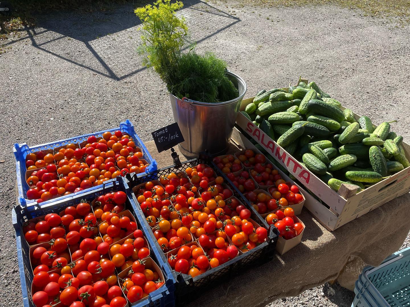 Just nu levererar västeråsgurka och tomat som bäst! Finns i gårdsbutiken med självbetjäning dygnet runt ifall du blir sugen😍