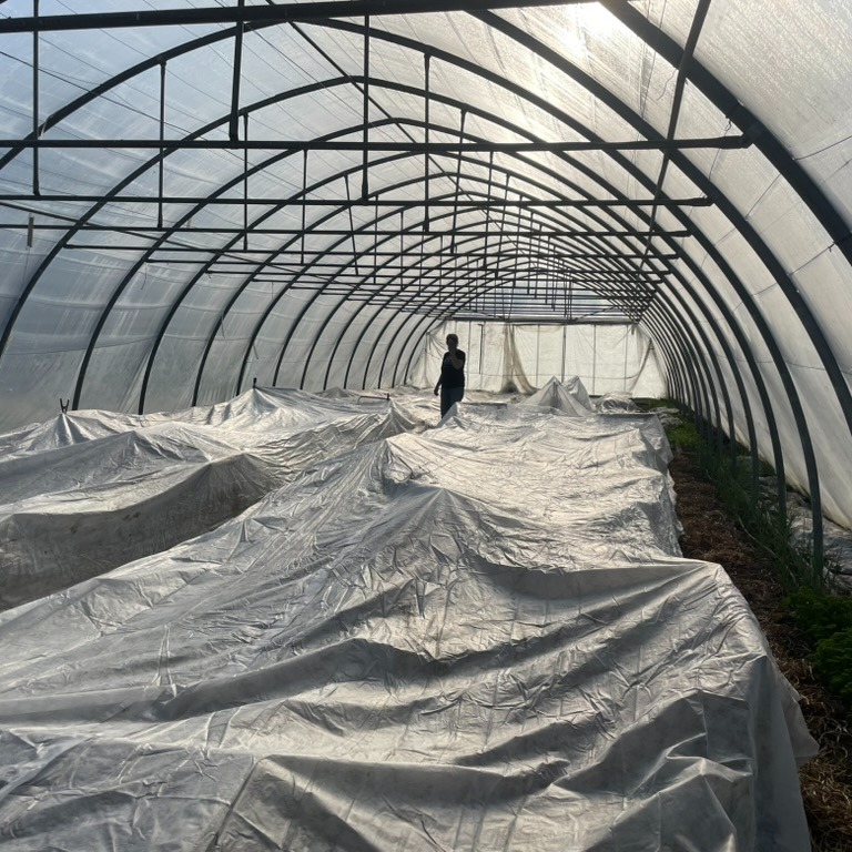 I veckan som var lyckades vi plantera ut alla tomatplantorna men natten till idag blev det minusgrader så vi fick täcka alla bäddarna i växthuset med fiberduk. Ett extra lager fiberduk vid varje gavel blev det också och sedan var det bara att hålla tummarna. Kallast var det mellan 5 och 7 men då hade solen redan gått upp och värmde växthuset så alla plantor klarade sig bra.
Det är alltid spännande när man odlar. Så mycket kan gå fel 😊