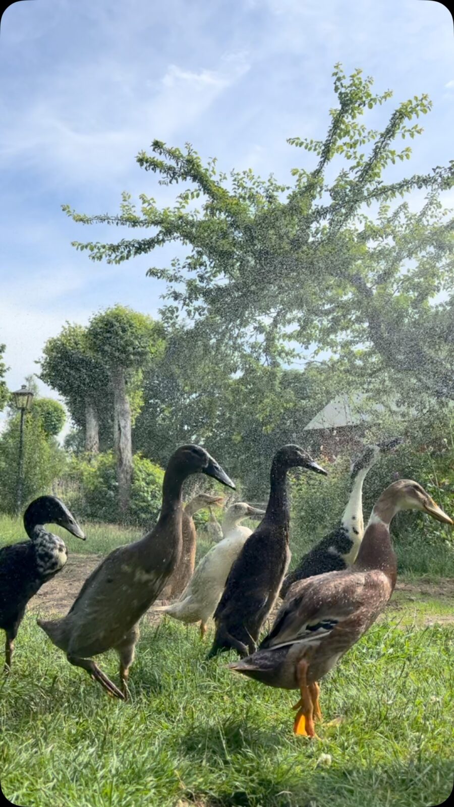 Ank-spa 🦆
#löpankor
