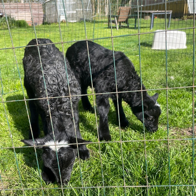 Nu till helgen den 3-4 maj så deltar vi i @mathantverkssafari. Då kan ni komma ut till Östäng och gosa med lamm, se på flaskmatning av Lars och Lakrits (bilden), köpa grönsaker, gå guidade visningar i grönsaksodlingen och i skogsträdgården samt hälsa på hönor, ankor, ällingar, katter och resten av fåren. Välkomna 11-16!