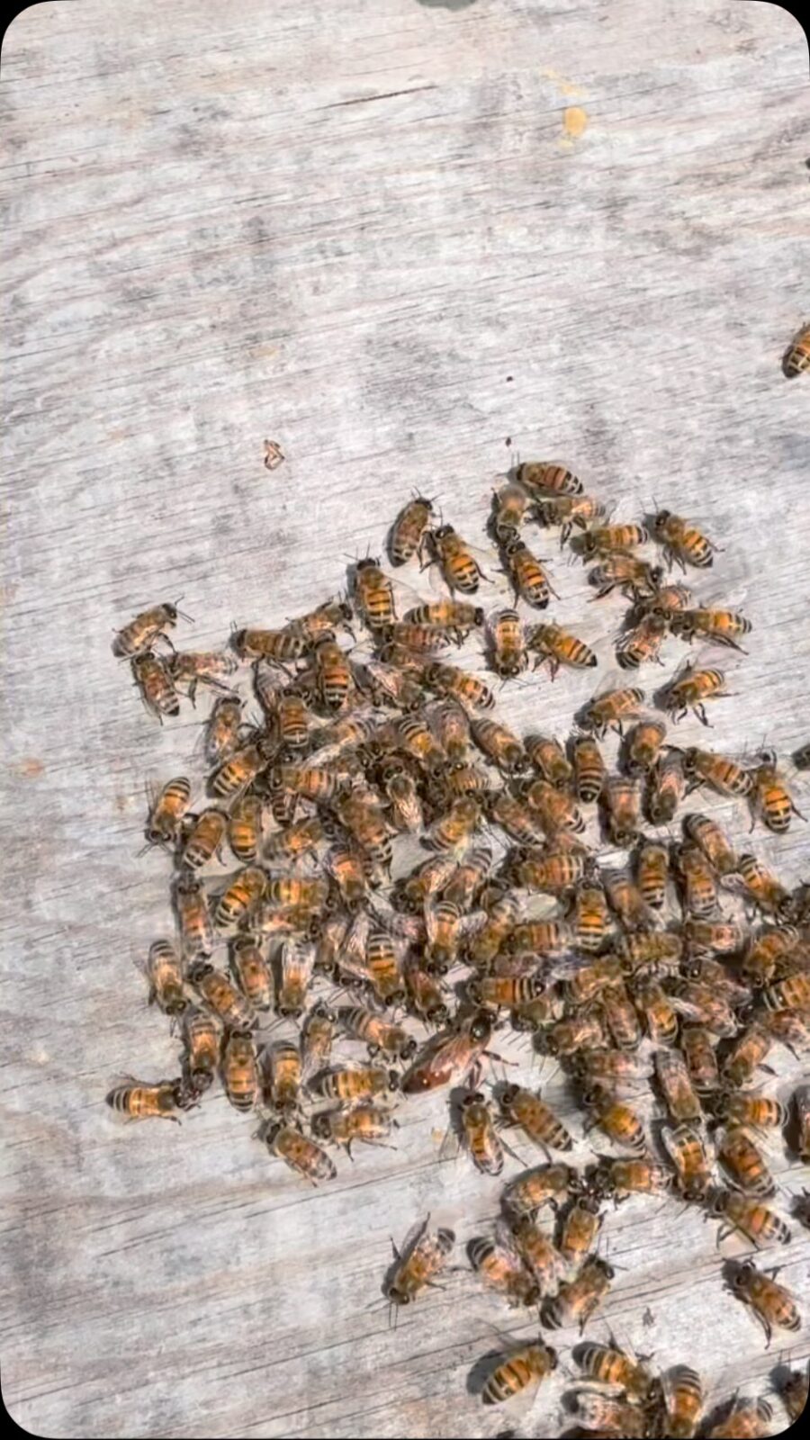 Hitta drottningen!🔍🐝
#biodling #drottning